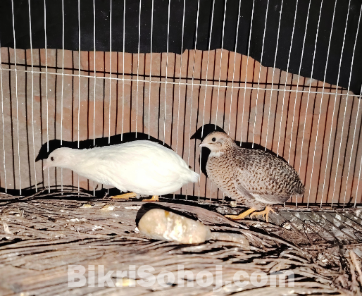 King Quel (কিং কোয়েল)